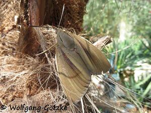 Paysandisia archon Burmeister, 1880 Wolfgang Götzke 2 Nova Vas.jpg