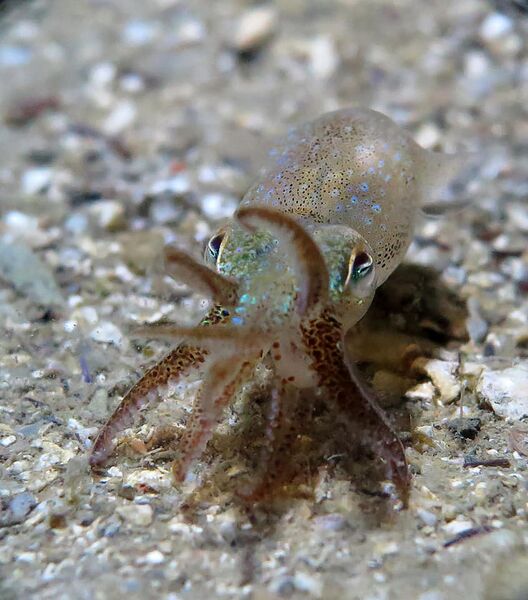 Datei:210116 Sepiola rondeleti Bibinje 5.jpg