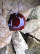 Habitus, Vir 09/2012