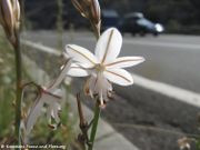 Asphodelus fistulosus Linné, 1753 - Röhriger Affodill,cjevasti čepljez. Fundort: Rudelić Draga, 03/2014, Essbare Pflanze , Heilpflanze, Zierpflanze