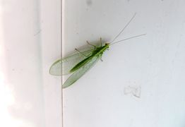 In der Wohnung, Vir 04/2016