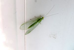 ChrysoMed Vir 160405 8350.JPG