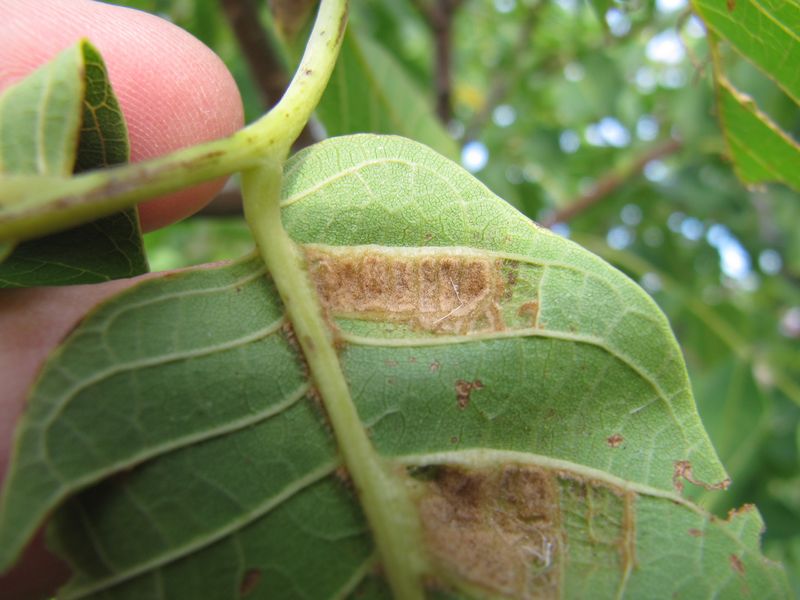 Datei:EriEri Ben 150909 1932.jpg