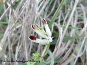 Fumaria parviflora Lamarck, 1786 - Kleinblütiger Erdrauch, sitnocvjetna dimnjača. Fundort: Vir 03/2013, Heilpflanze