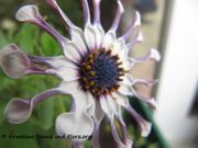 Osteospermum ecklonis (DC.) Norlindh, 1943 - Bornholm-Margerite, Afrička ivančica. Fundort: Vir 06/2016, Giftpflanze , Zierpflanze, Invasive Pflanze