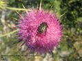 Auf Carduus nutans Linné, 1753 - Nickende Distel, badelj, Vir 05/2010