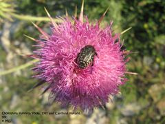 Auf Carduus nutans Linné, 1753 - Nickende Distel, badelj, Otok Vir05/2010