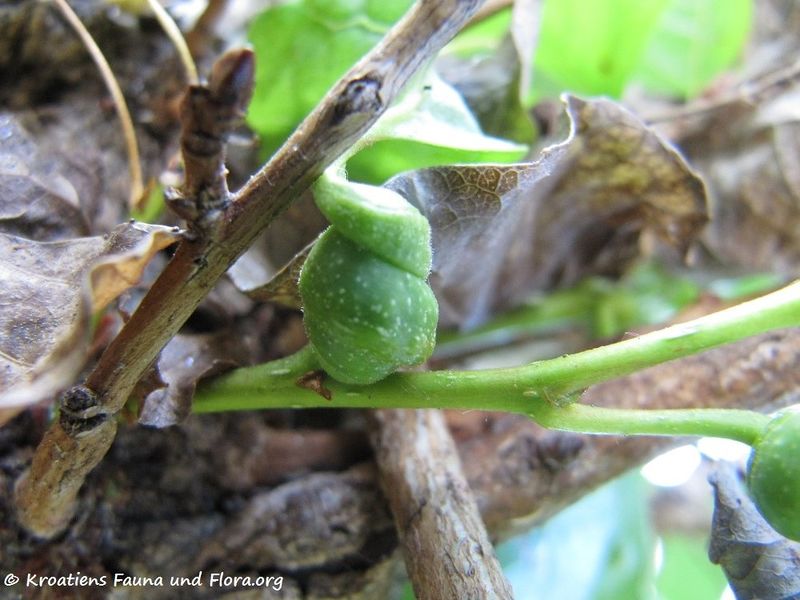 Datei:Pemphigus spirothecae Passerini, 1860 Nin 120531 802.jpg