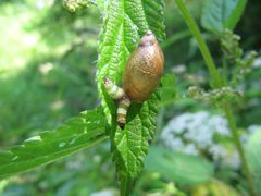 in den Fühlern von einer Bernsteinschnecke
