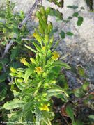 Anordnung, Otok Vir 09/2010