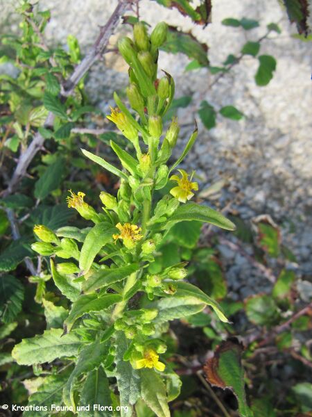 Datei:Blä 1 DittViscosa Vir 100914 18 Vir.jpg