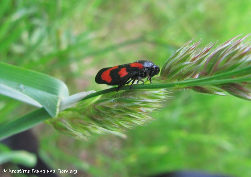 Datei:CercopVul Rötz 150522 0780.jpg