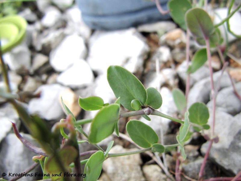 Datei:CoroScorp Senj 130525 2243.jpg