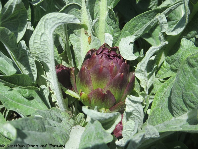 Datei:Cynara cardunculus Linné, 1753 VelRa 180422 12613.jpg