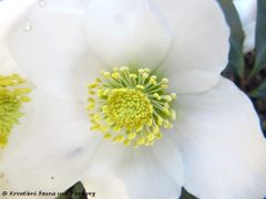 Wien Floridsdorf 12/2015