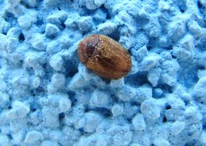 HypoSub Vir 140608 3936.jpg