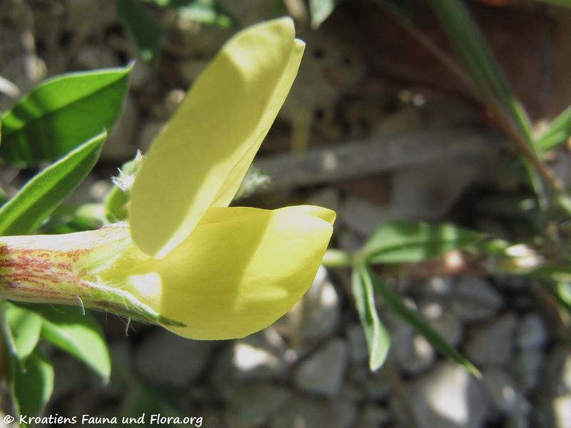 Datei:Lotus maritimus Linné, 1753 Ždrij170510 7495.jpg