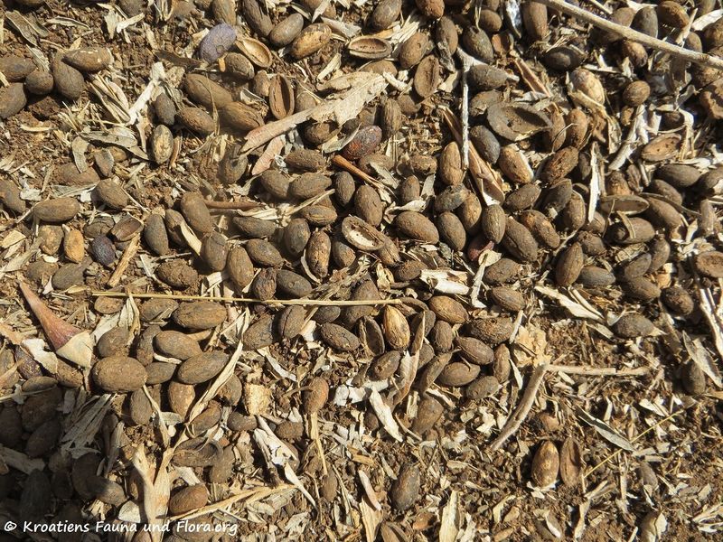 Datei:Olea europaea Linné, 1753 Lun 180913 14660.jpg