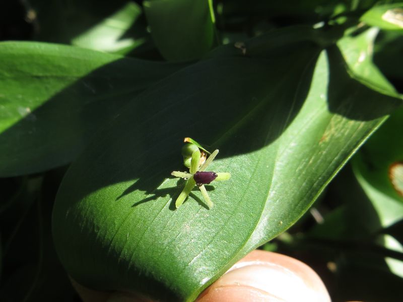 Datei:Ruscus hypoglossum Linné, 1753 Zad 191203 2400 D.JPG