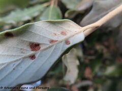 Aceria ilicis Canestrini, 1890 Zat 210928 2686 k.jpg