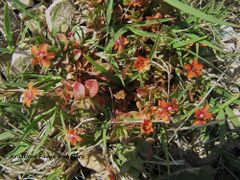 Rotfärbung nach einer Salzbura, Vir 04/2011