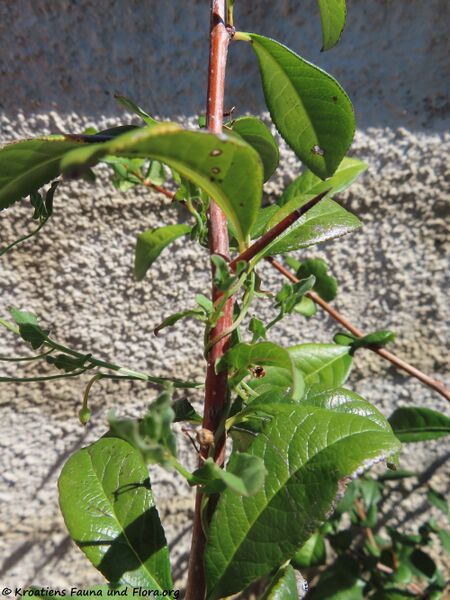 Datei:Convolvulus arvensis Linné, 1753 Vir 200819 1211 k.jpg