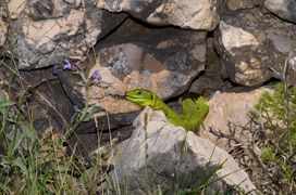 Mit freundlicher Genehmigung von Werner Kalopp, Otok Pag