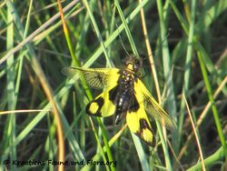 LibelMac Vir 120531 867.jpg