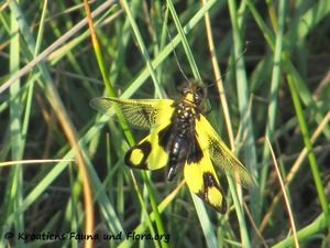 LibelMac Vir 120531 867.jpg