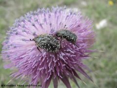 Auf Carduus nutans Linné, 1753 - Nickende Distel, badelj, Otok VirVir 04/2014