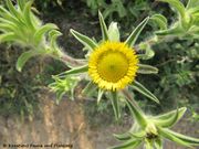 Pallenis spinosa (L.) Cassini, 1825 - Stechendes Sternauge, trnoviti ušac. Fundort: Vir 05/2010