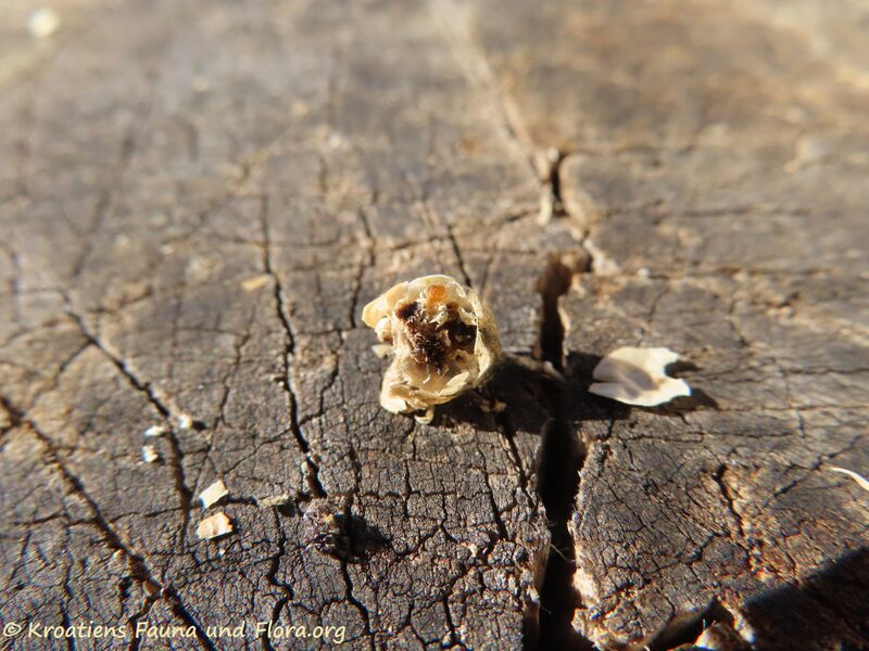 Datei:Rhinusa antirrhini Paykull, 1800 Zad 201019 1487.jpg