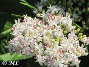 Attich - abdovina, burjan, Fundort: Jasenice 07/2011. Giftpflanze