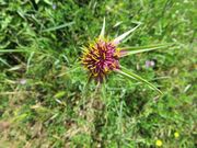 Haferwurzel, lukasta kozja brada. Fundort: Otok Vir 05/2013, Essbare Pflanze, Heilpflanze, Zierpflanze