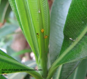 Aphis nerii Boyer de Fonscolombe, 1841, Vir 110614 02.jpg