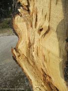 Das Holz ist hell, Vir