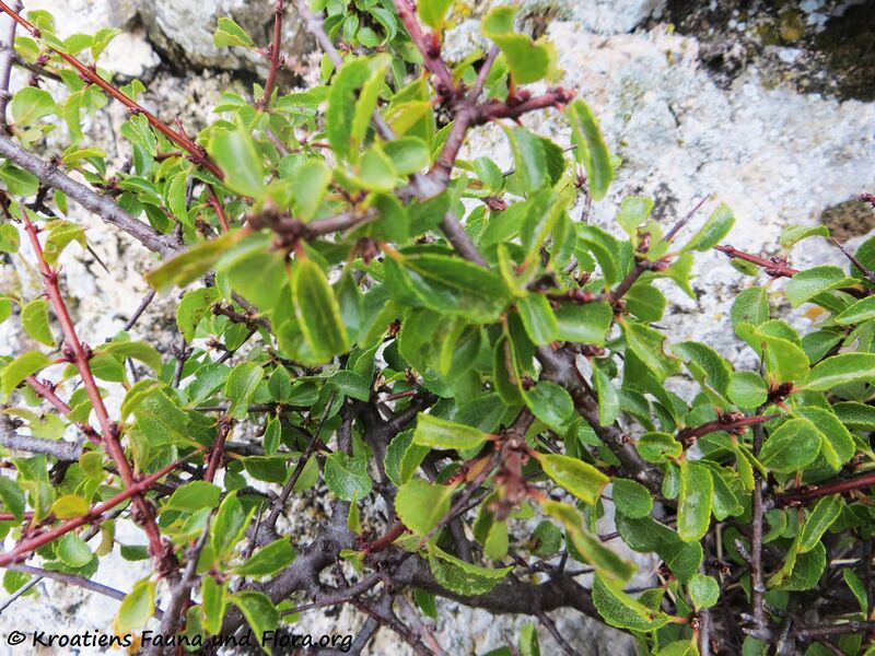 Datei:Prunus mahaleb Linné, 1753 Brib 191031 2066.JPG