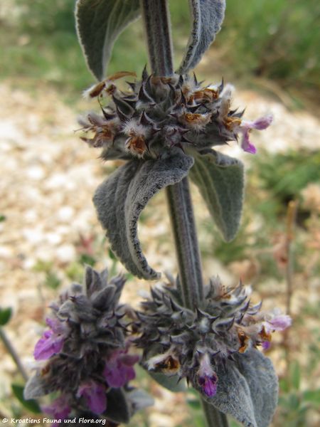 Datei:Stachys cretica Linné, 1753 Nin 110614 36.jpg