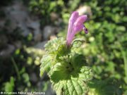 Stengelumfassende Taubnessel, smrdljiva mrtva kopriva. Fundort: Vir 11/2012, Essbare Pflanze