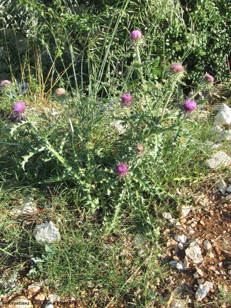 Datei:CardNu Hab Dugo 110628 25.jpg