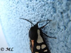 ♂ Kopf mit weißem Fleck, der sich in den Körper fortsetzt, Vir 04/2014