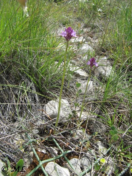 Datei:Anacamptis pyramidalis (L.) Richard, 1817 Vir 120520 255.jpg