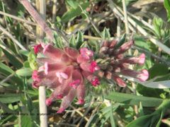 Ansicht von oben, Vir 04/2011