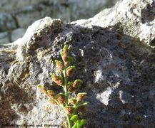 Burg Kličevica 11/2017