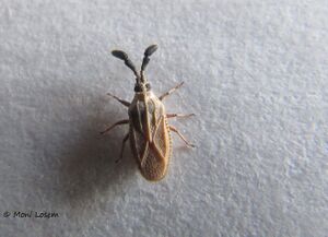 Copium teucrii Host, 1788 Vir 150727 1441 k.jpg