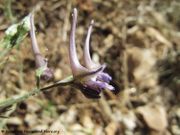 Fremder Rittersporn, strani veliki kokotić. Fundort: Pakoštane 08/2017, *Giftpflanze: , Gefährdete Pflanze, Geschützte Pflanze, Heilpflanze, Natura 2000