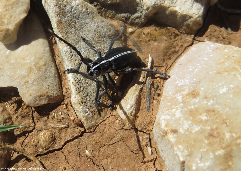 Datei:Dorcadion arenarium Scopoli, 1763 Vir 180408 11860 d.jpg