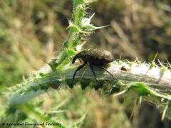 Auf Carduus nutans Linné, 1753 - Nickende Distel, badelj, Vir 05/2013