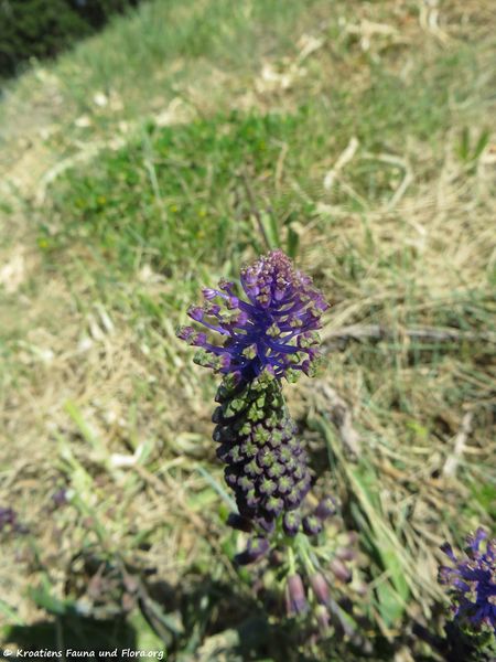 Datei:Leopoldia comosa (L.) Parlatore, 1847 VelRa 180422 12542 txt.jpg