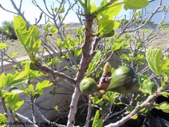 210407 1948 k LB.jpg